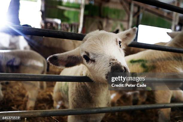 lamp in barn - animal welfare - fotografias e filmes do acervo