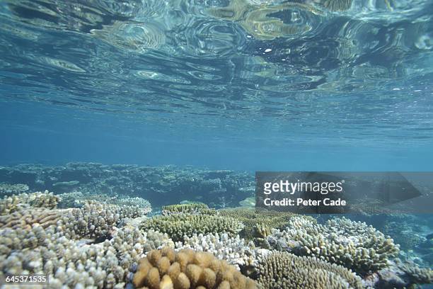 coral underwater - underwater stock pictures, royalty-free photos & images