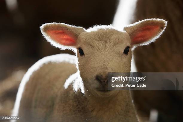 lamb - cow and sheep stock pictures, royalty-free photos & images