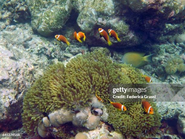 sea anemone (hecteratis magnifica) and clown fish (amphiprioninae) - anemone magnifica stock pictures, royalty-free photos & images