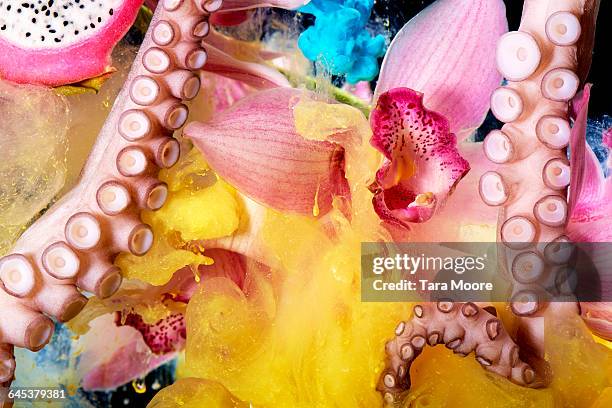 octopus, flowers and paint in water - mollusc stock pictures, royalty-free photos & images