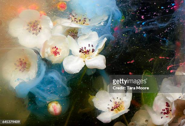 flowers and paint in water - paint in water foto e immagini stock