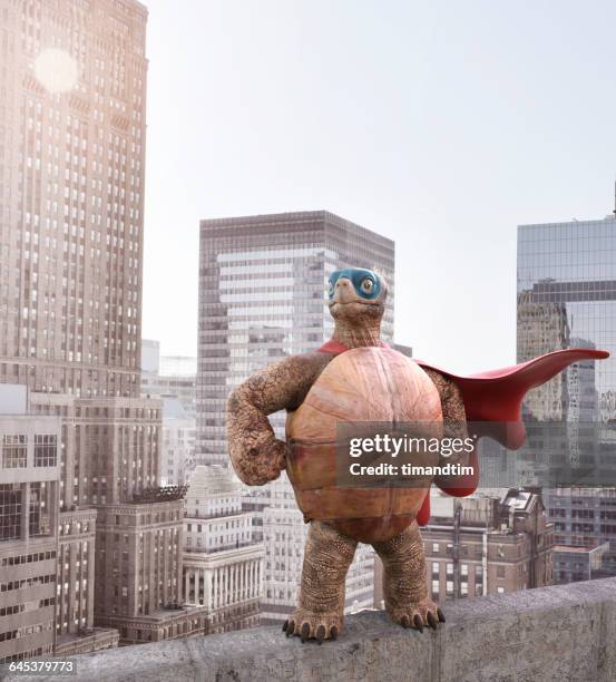 superhero tortoise posing at the top of a building - immobilie humor stock-fotos und bilder