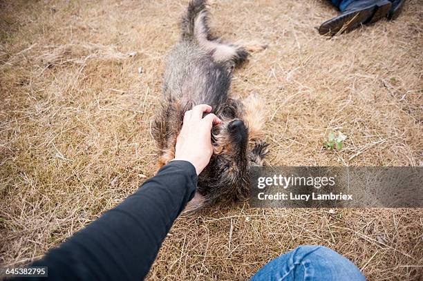 cuddling a pet dog - teckel stock pictures, royalty-free photos & images