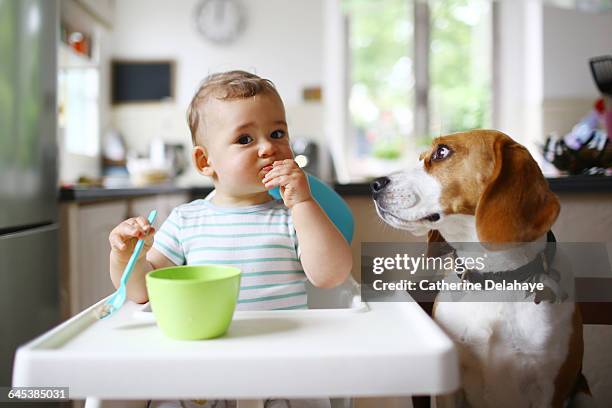 a 1 year old boy eating next to his dog - baby hund innenaufnahme stock-fotos und bilder