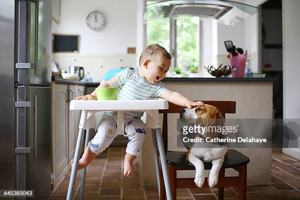 a 1 year old boy petting his dog in the kitchen - pets foto e immagini stock
