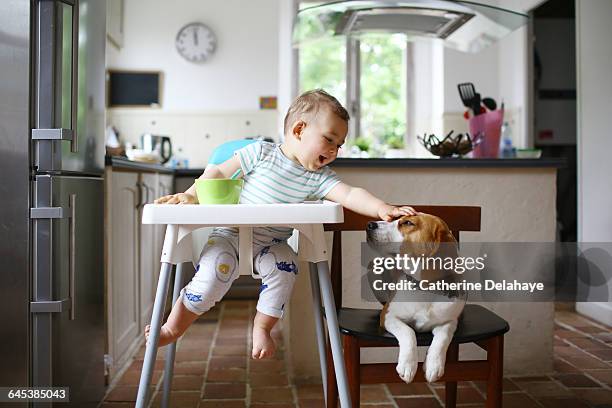 a 1 year old boy petting his dog in the kitchen - cadeirinha imagens e fotografias de stock