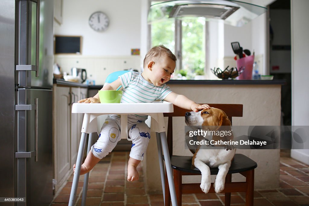 A 1 year old boy petting his dog in the kitchen