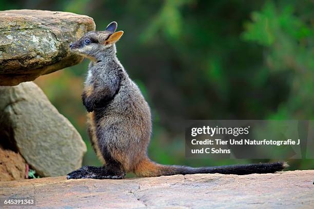 brush-tailed rock-wallaby, (petrogale penicillata) - wallaby foto e immagini stock