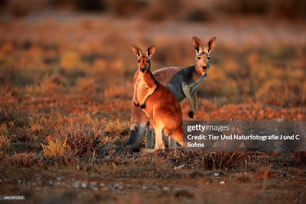 Red Kangaroo, (Macropus rufus)