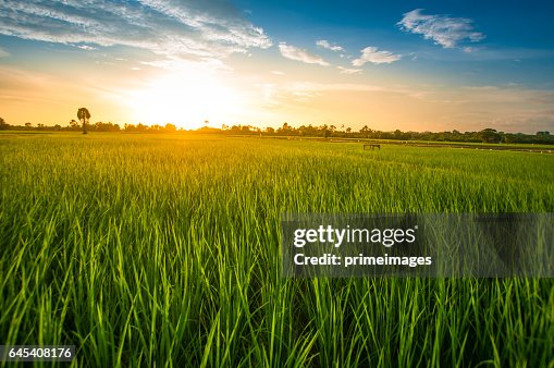 Panoramic view nature Landscape of a green field with rice Panoramic view nature Landscape of a green field with rice