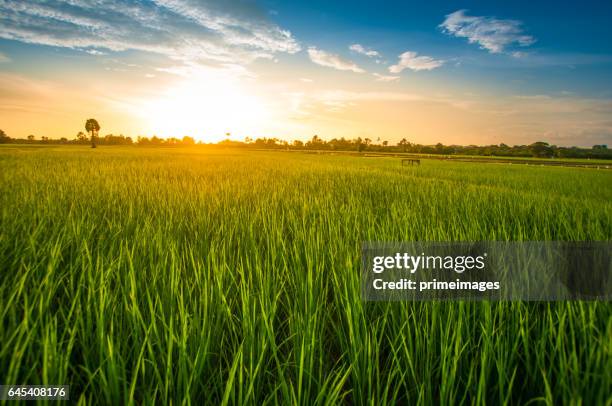 panoramic view nature landscape of a green field with rice - paddy field stock pictures, royalty-free photos & images