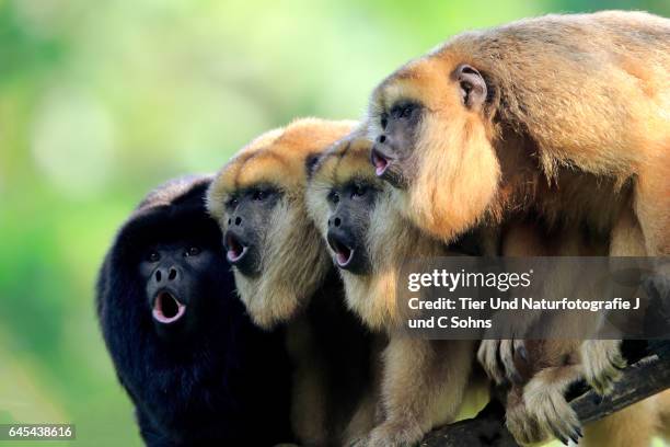 black howler monkey, (alouatta caraya) - kunst, kultur und unterhaltung fotografías e imágenes de stock