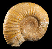 Ammonite isolated