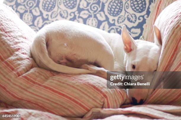 bull terrier sleeps on the sofa - divano stock-fotos und bilder