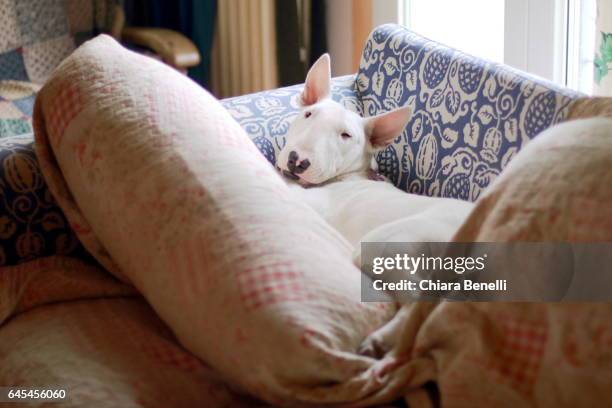 white bull terrier sleeps on the sofa - cane di razza stock pictures, royalty-free photos & images