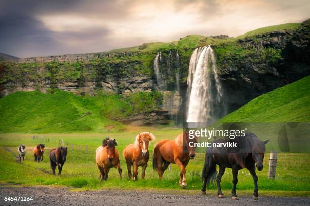 セリャラントスフォスの滝ではアイスランドの馬 - セリャランスフォス ストックフォトと画像
