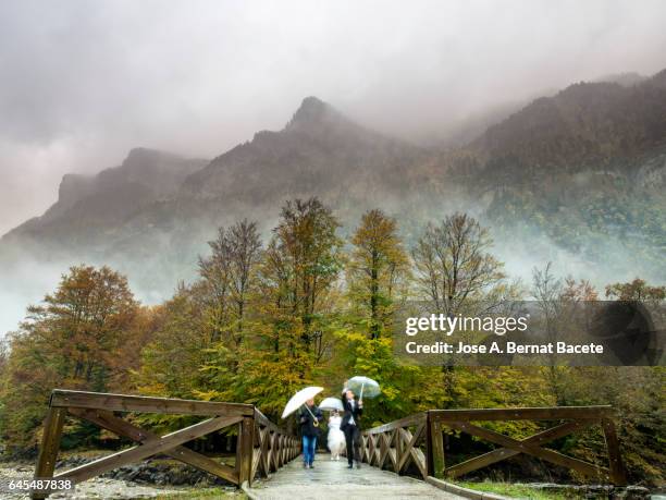 pair of grooms, with wedding dress, walking on a bridge of wood that crosses a forest of beeches  in autumn, in ordesa national park. - aragon stock pictures, royalty-free photos & images