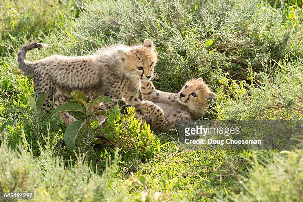 cheetah cubs playing - cheetah cub stock pictures, royalty-free photos & images
