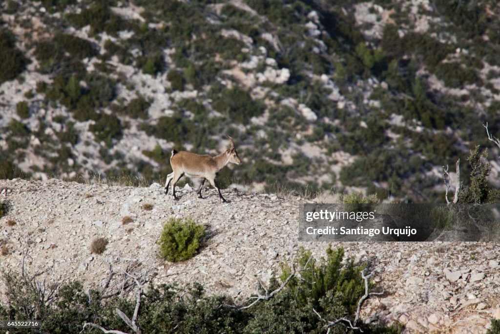 Young male Spanish Ibex (Capra pyrenaica hispanica)