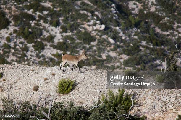 young male spanish ibex (capra pyrenaica hispanica) - mamífero ungulado fotografías e imágenes de stock