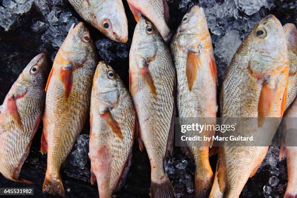 Tagbago Fish 81 Tobago Fish Stock Photos, High-Res Pictures, and Images - Getty Images
