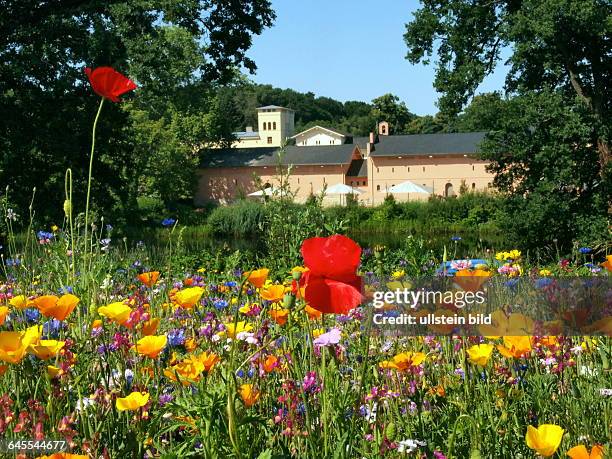 In POTSDAM , Auch Potsdam in voller Sommer - Blüte : Hier die Blumenwiese gegenüber vom KRONGUT BORNSTEDT, unweit der Gärten des Schlosses Sans souci...