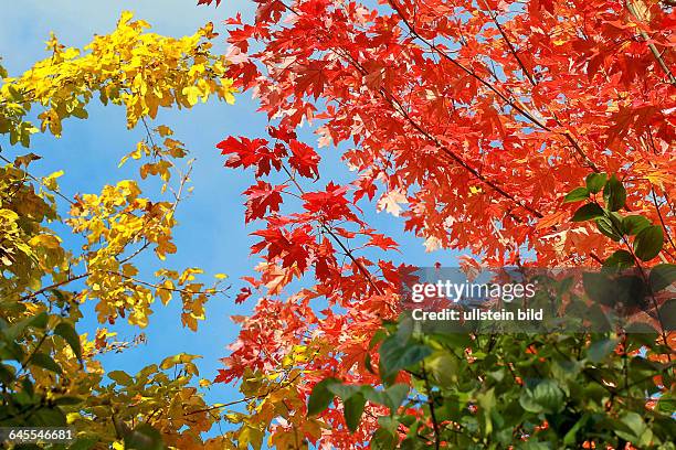 Blätter im Herbst - gesehen im Oktober 2013 in Hannover