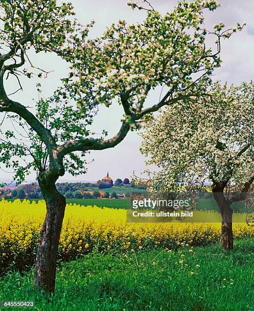 Landwirtschaft Rapsfeld Apfelbaum blühend - gesehen in der Gemarkung in der Gemarkung Springe am Deister/Hannover im Mai 2014