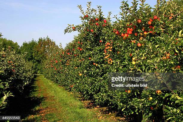 Apfelplantage - Reife Aepfel im Alten Land - gesehen 2013