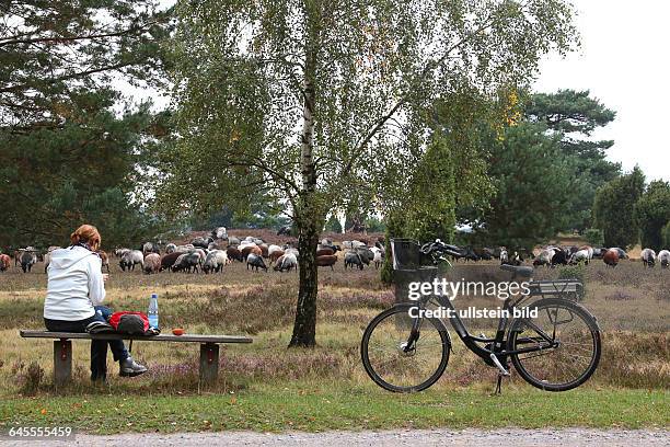 Urlaub in der Lüneburger Heide - noch ca. 14 Tage blühend - hier mit Heidscnucken in der Gemarkung Neuhaverbeck bei Soltau