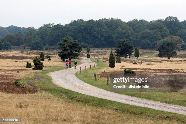 Urlaub in der Lüneburger Heide - noch ca. 14 Tage blühend - hier in der Gemarkung Neuhaverbeck bei Soltau