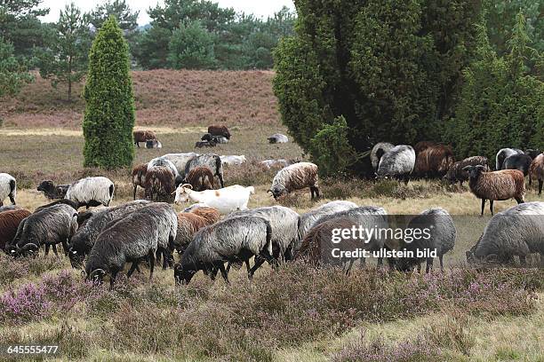 Heidschnucken und mehrere Ziegen in der Lüneburger Heide - Heide noch ca. 14 Tage blühend - hier in der Gemarkung Neuhaverbeck bei Soltau