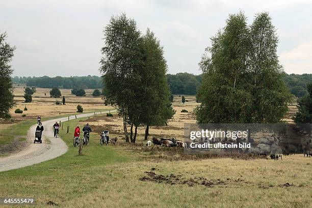 Urlaub in der Lüneburger Heide unterwegs mit dem Fahrrad bei Heidschnuckenherde - Heide noch ca. 14 Tage blühend - hier in der Gemarkung Neuhaverbeck...