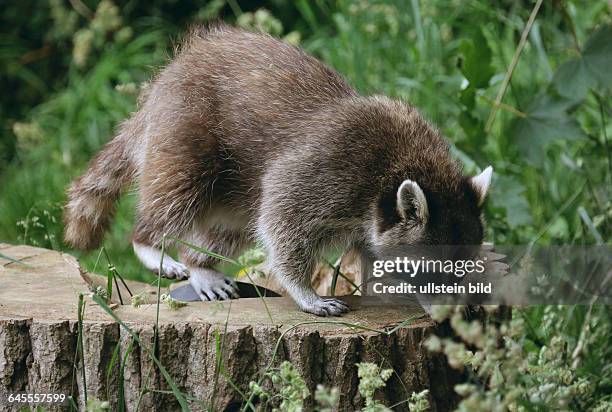 Waschbär - gesehen im Wisentgehege bei Springe/Deister .