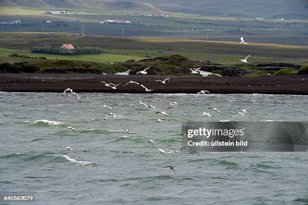 Küstenlandschaft der Halbinsel Flateyjardalsheidi bei Husavik - Island