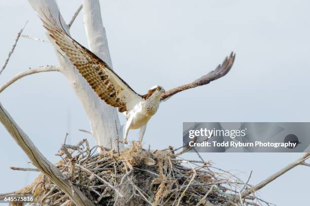 Spring Fledging 277 Fledging Stock Photos, High-Res Pictures, and Images - Getty Images