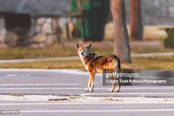 i see you - coyote stock pictures, royalty-free photos & images