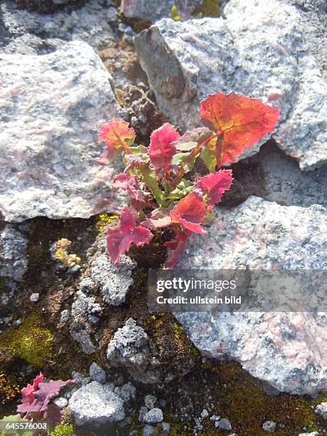 Felsen und Blumen prägen die Landschaft auf der Halbinsel Connemara, die unter Naturschutz steht, aufgenommen am 19. Juli 2015 bei Oughterard