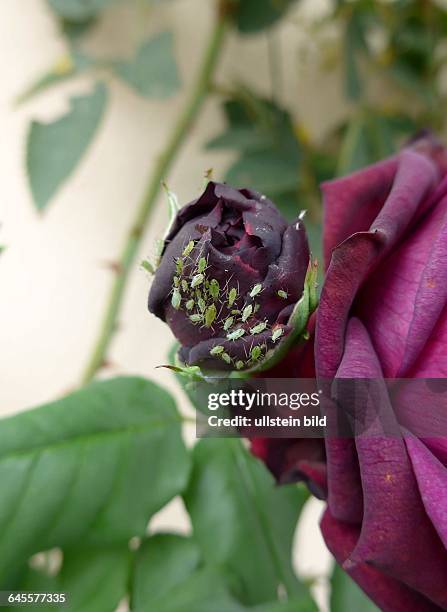 Rosen - Schaedlinge, Blattlaeuse - Zum Thema Garten und Pflanzen - Erkner im Land-Odeer-Spree in Brandenburg