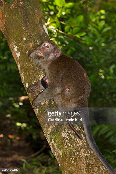 Langschwanzmakaken , Muttertier mit Jungtier am Bauch klettert auf Baum, Affe, Javaneraffe, Makake, Krabbenesser, Regenwald, Bako Nationalpark,...