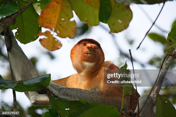 Nasenaffe, Affe, Schlankaffe Männchen sitzt im Regenwald auf einem Baum und frisst Blatt, Bako Nationalpark, Bundesstaat Sarawak, Borneo, Malaysia,...