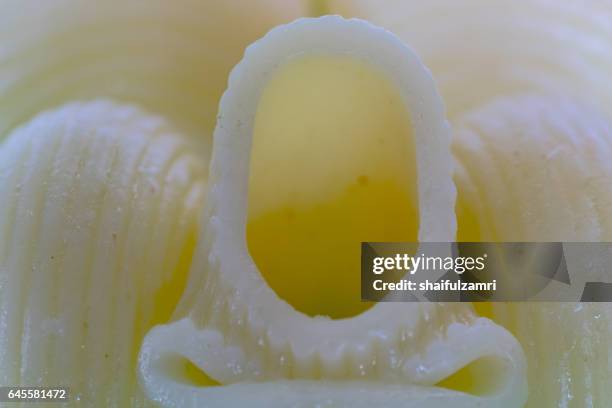 conchiglie (shells) pasta - conchiglie stockfoto's en -beelden