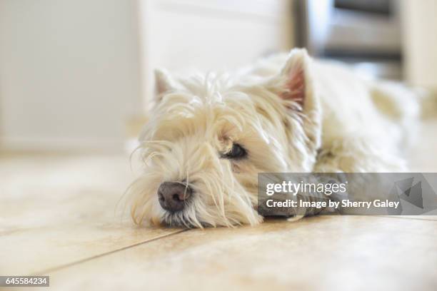 westie lying on floor - west highland white terrier stock pictures, royalty-free photos & images