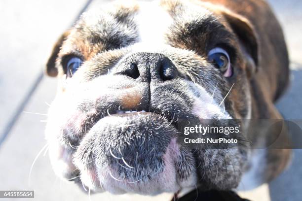 Bulldogs take part at hike to obtain a new Guinness Record achieved with 950 participants at Monumento de la Revolucion on February 26, 2017 in...