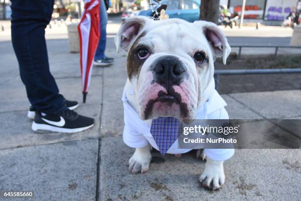 Bulldogs take part at hike to obtain a new Guinness Record achieved with 950 participants at Monumento de la Revolucion on February 26, 2017 in...