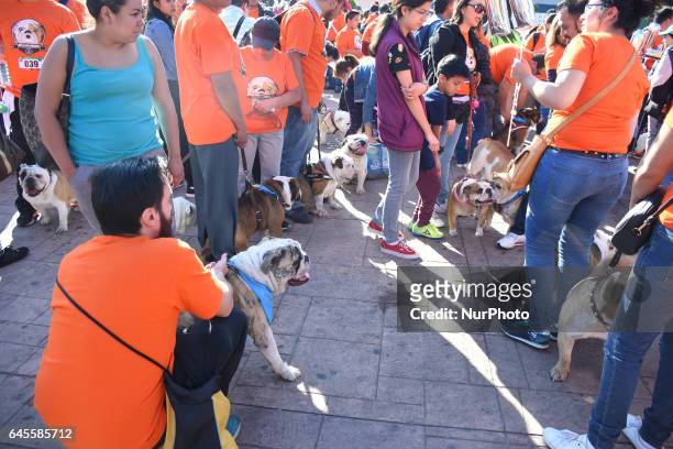Bulldogs take part at hike to obtain a new Guinness Record achieved with 950 participants at Monumento de la Revolucion on February 26, 2017 in...