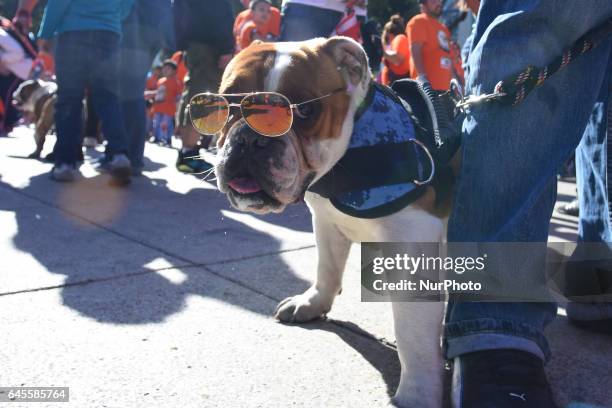 Bulldogs take part at hike to obtain a new Guinness Record achieved with 950 participants at Monumento de la Revolucion on February 26, 2017 in...