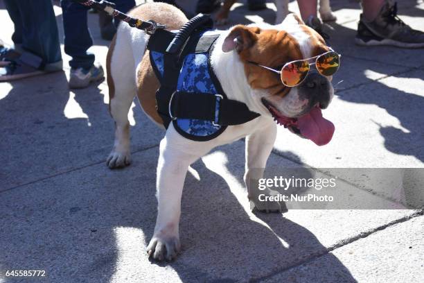 Bulldogs take part at hike to obtain a new Guinness Record achieved with 950 participants at Monumento de la Revolucion on February 26, 2017 in...