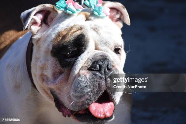 Bulldogs take part at hike to obtain a new Guinness Record achieved with 950 participants at Monumento de la Revolucion on February 26, 2017 in...